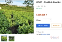 Năm triệu đồng/kg chè Thái Nguyên, hàng hiếm đắt khách trên sàn online